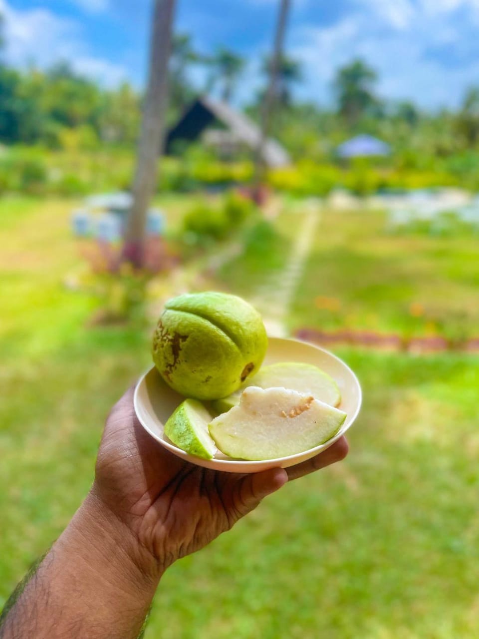 Spring, Day, Natural landscape, Garden, Food and drinks, Food, Garden view
