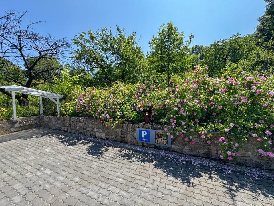 Spring, Garden, Garden view