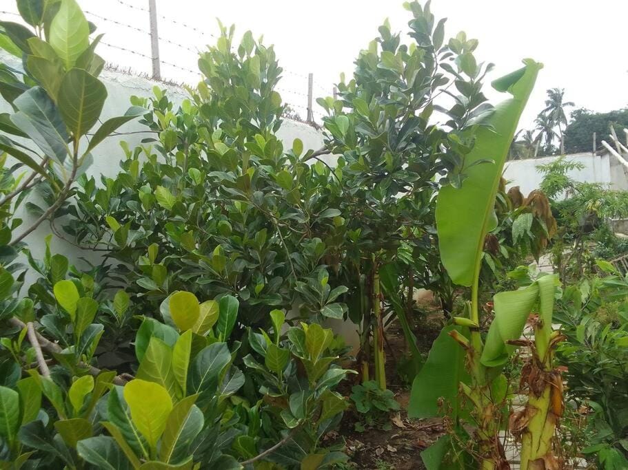 Garden view