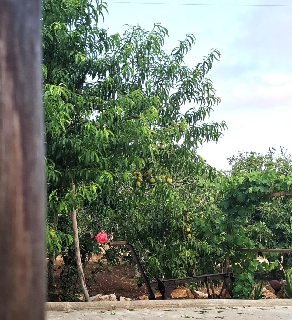 Patio, Off site, Garden