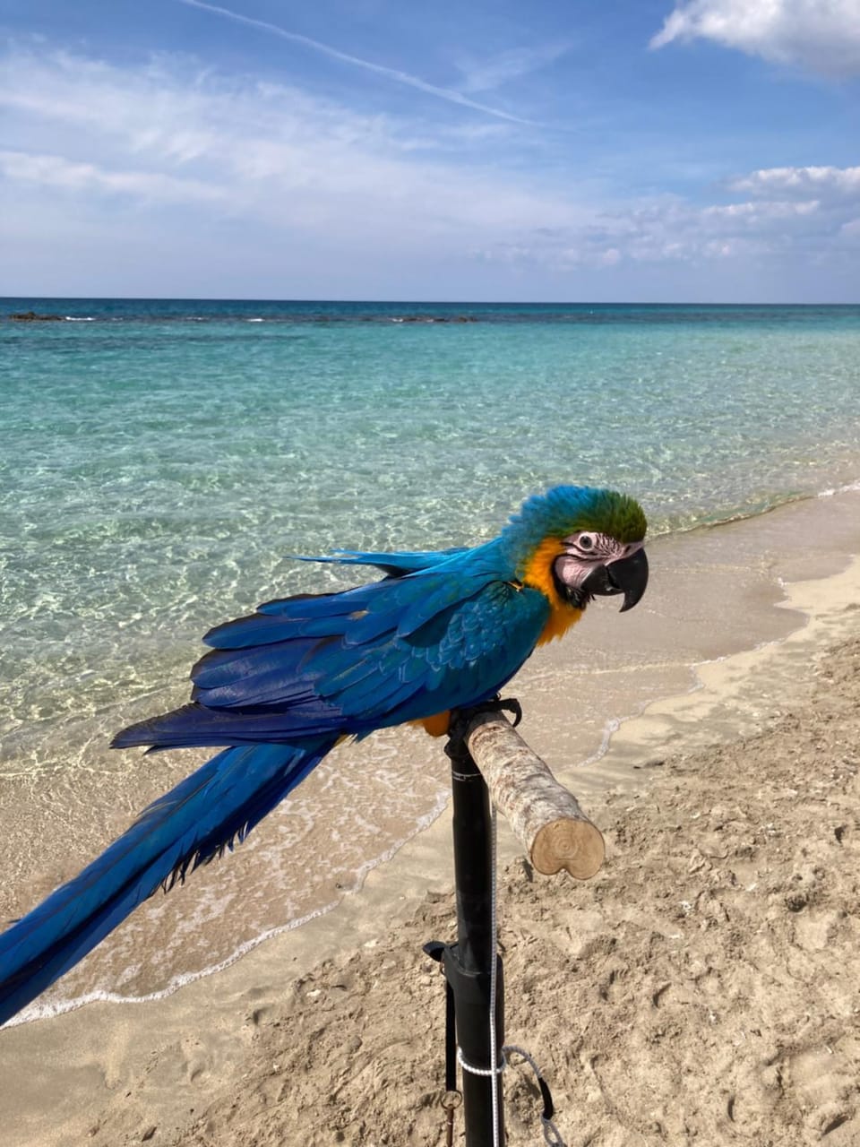 Day, Natural landscape, Beach, Animals, Sea view