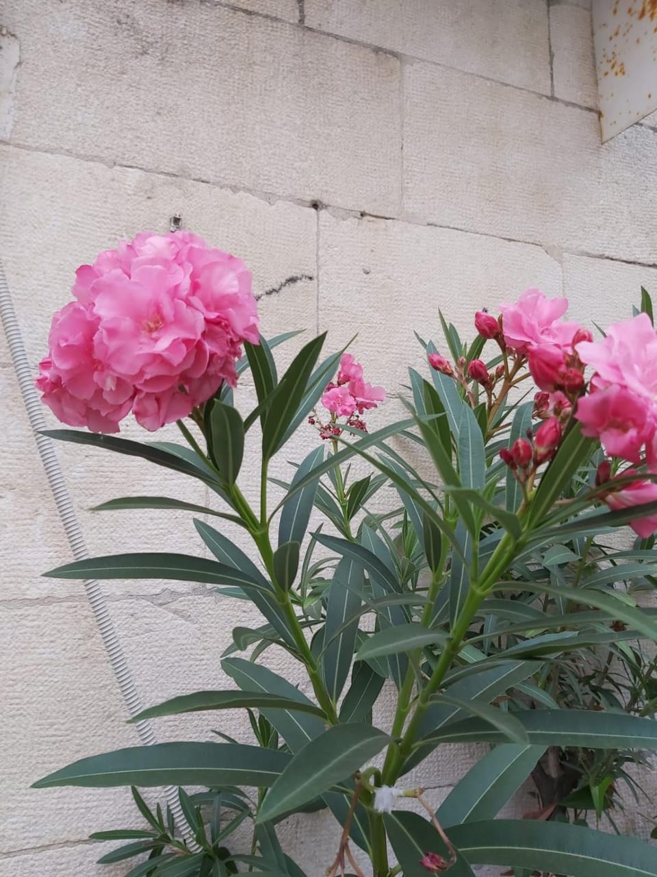 Studio Mali Jadran Apartment in Split