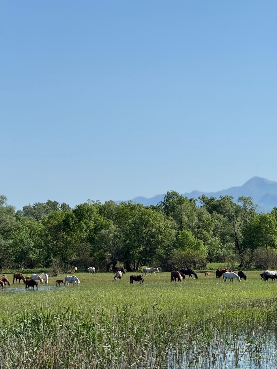 Lake Skadar Paradise Bed and Breakfast in Podgorica Municipality, Montenegro