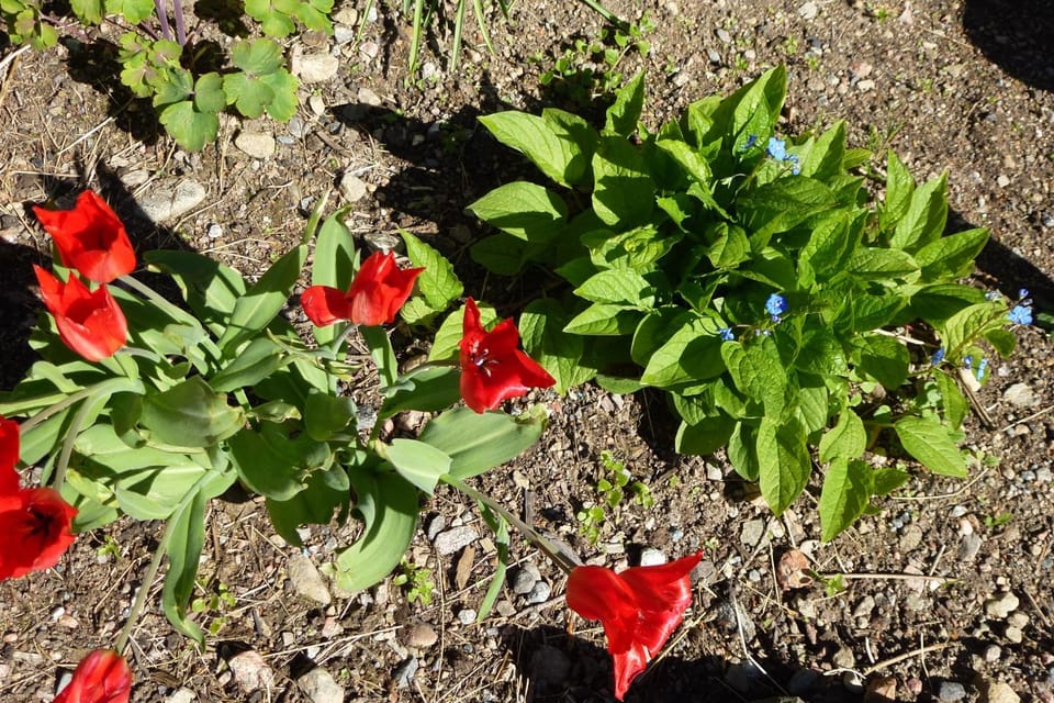 Spring, Garden