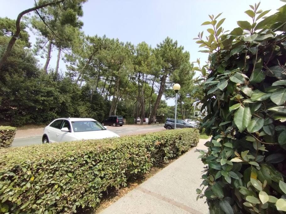 Natural landscape, Garden, Parking