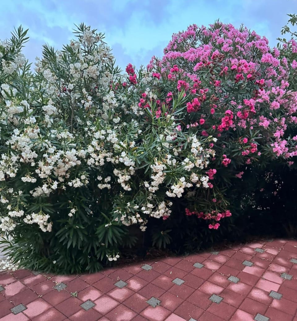 Garden, Garden view