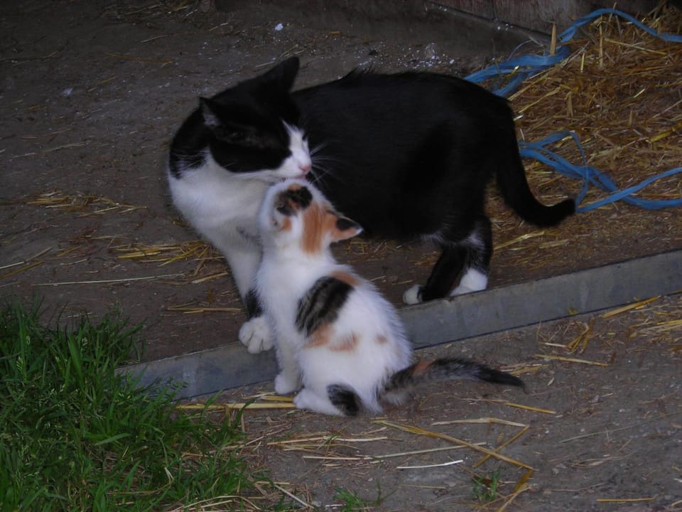 Pets