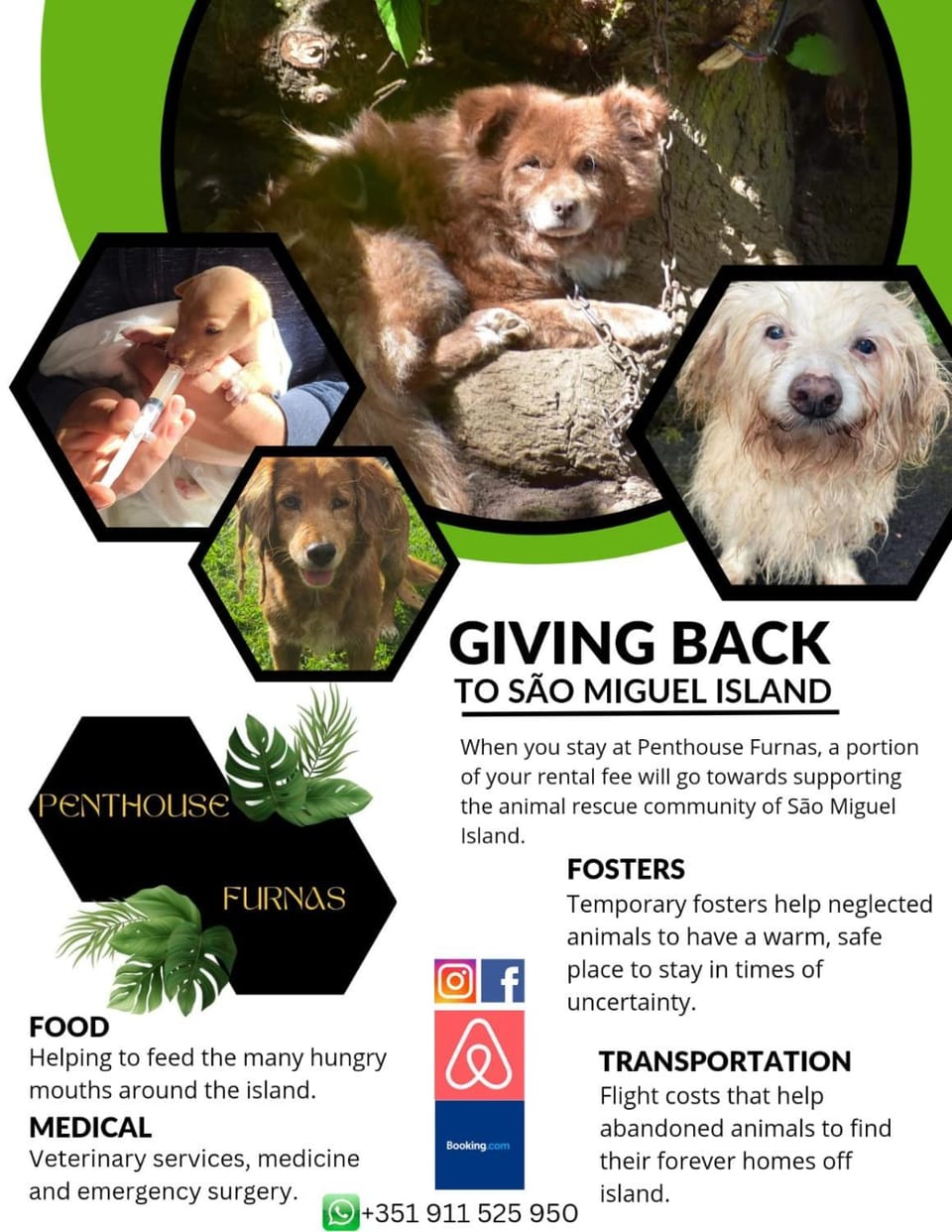 Animals