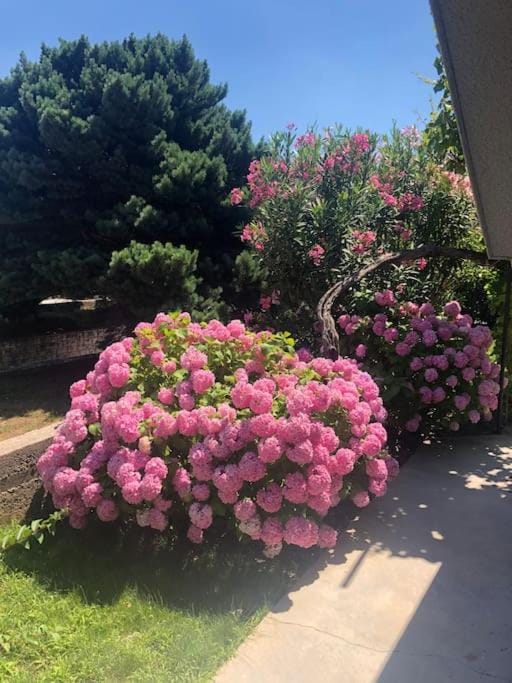 Garden, Garden view