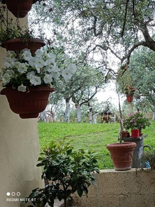 Home Il Cortiglione Apartment in Frascati