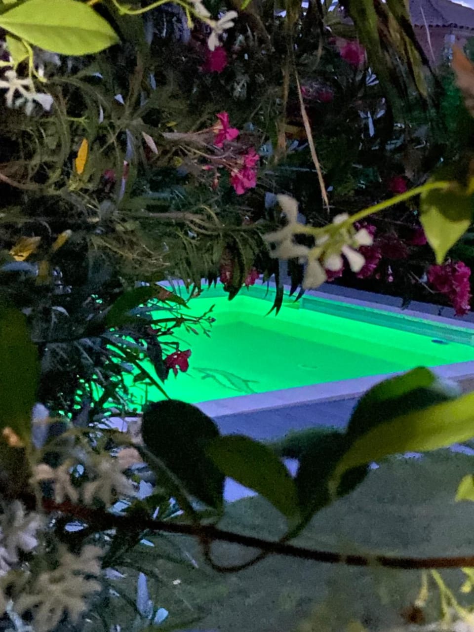 Spring, Day, Garden, Garden view, Pool view, Swimming pool