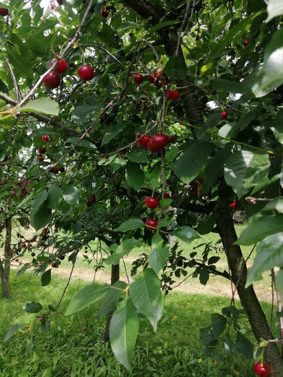 Natural landscape, Garden, Garden view
