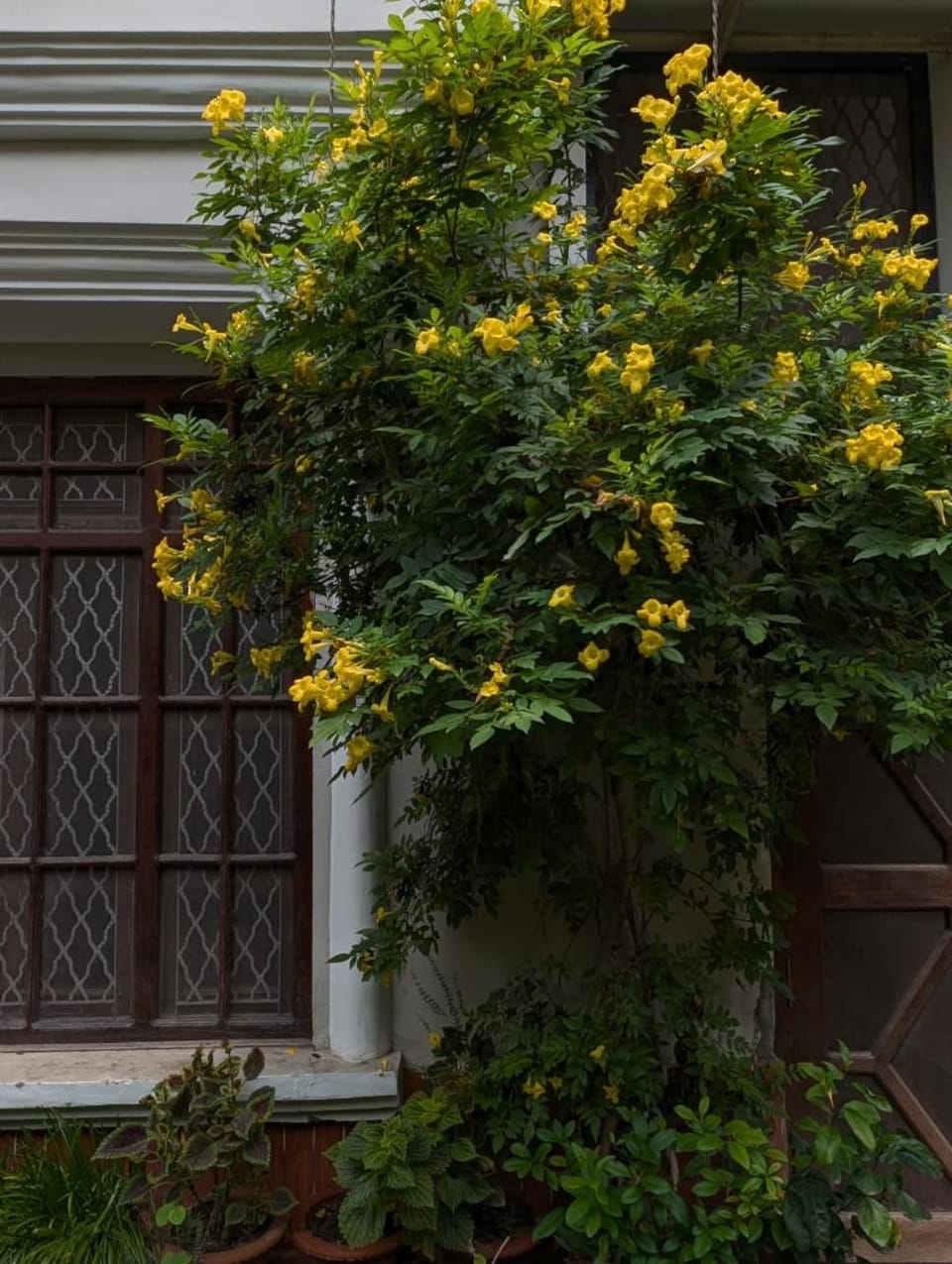 PAARIJAAT Homestay & Guesthouse Vacation rental in Nepal