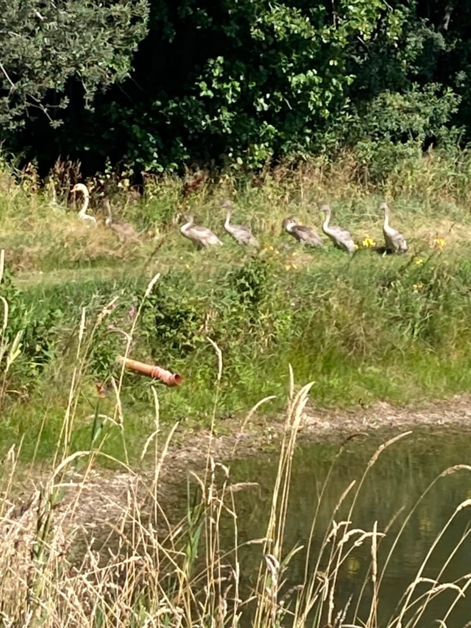 Natural landscape, Animals