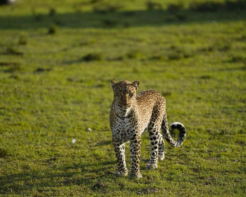 Day, Animals