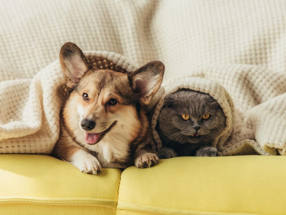 Animals, Animals, Animals, Pets, Pets, Pets, pet friendly, pet friendly