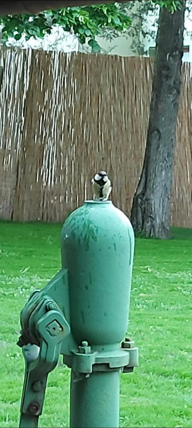 Pool House House in Vojvodina