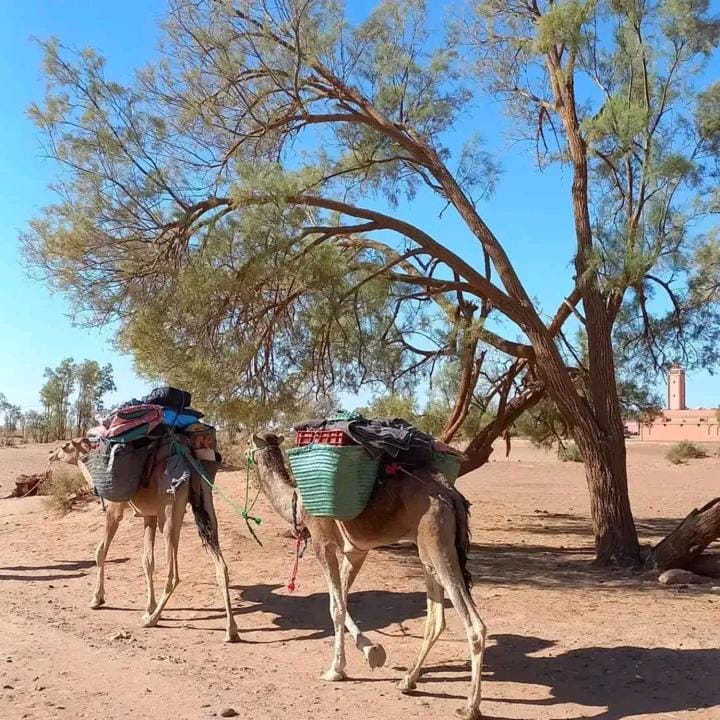 Sahara Camp Light Campground/ 
RV Resort in Morocco