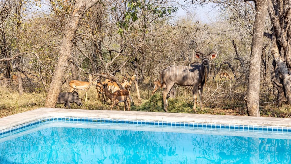 Natural landscape, Animals, Pool view, Swimming pool