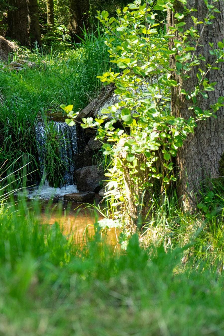 Spring, Day, Natural landscape