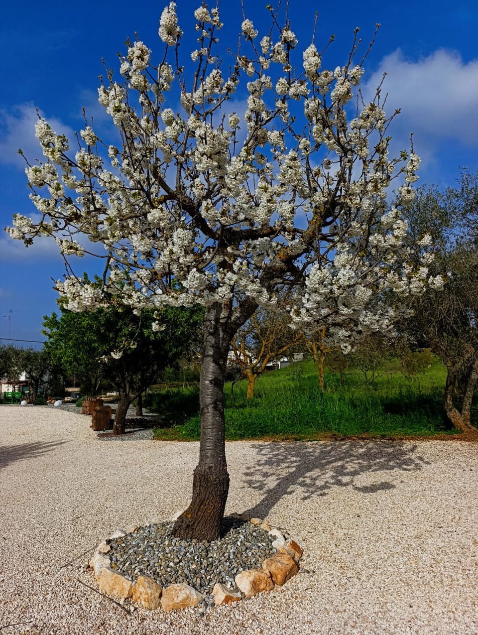 Spring, Natural landscape, Garden, Garden view
