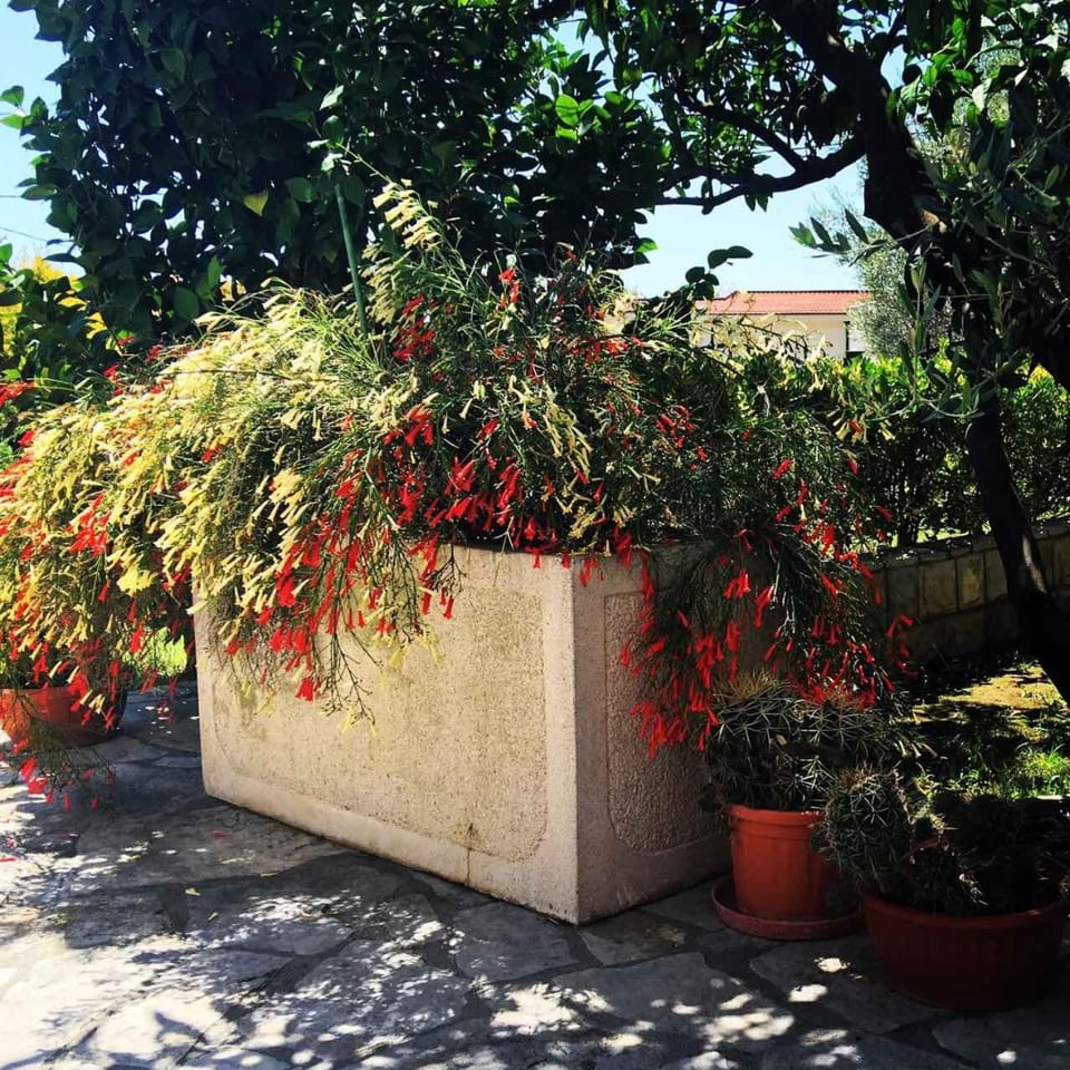 Apartments Medin Danilo Apartment in Budva Municipality