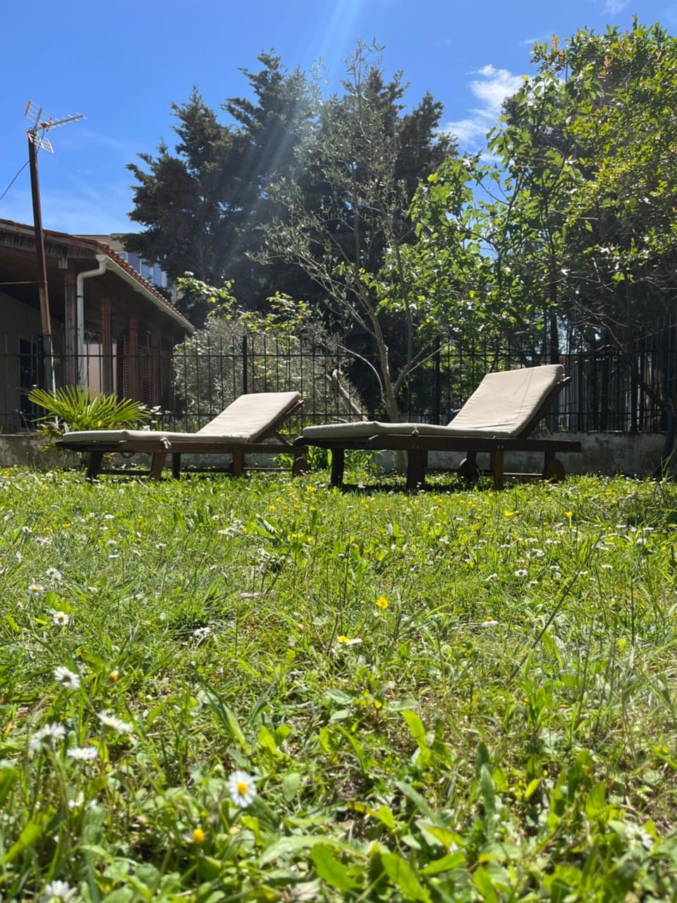 Garden, Garden view, sunbed
