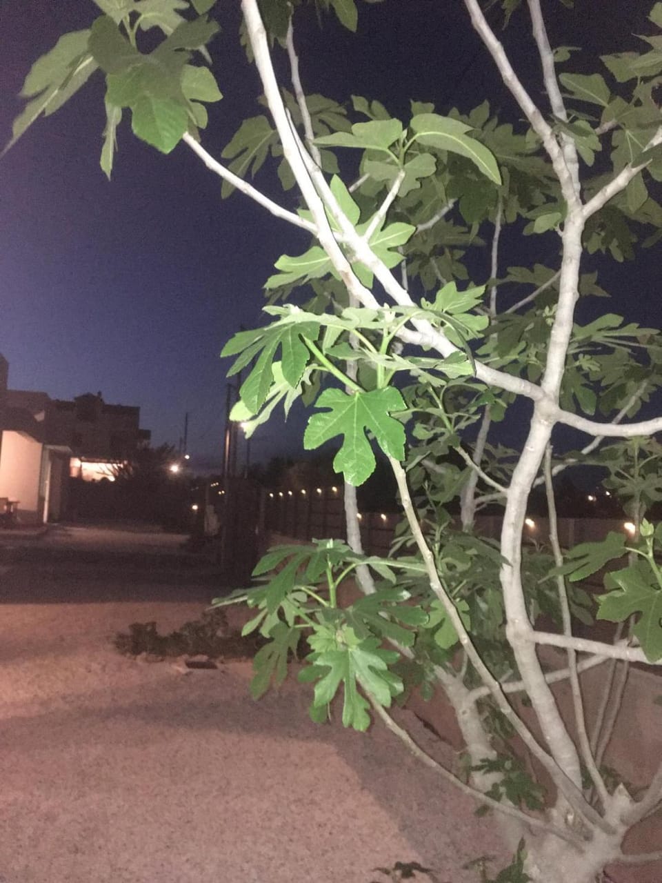 Night, Garden
