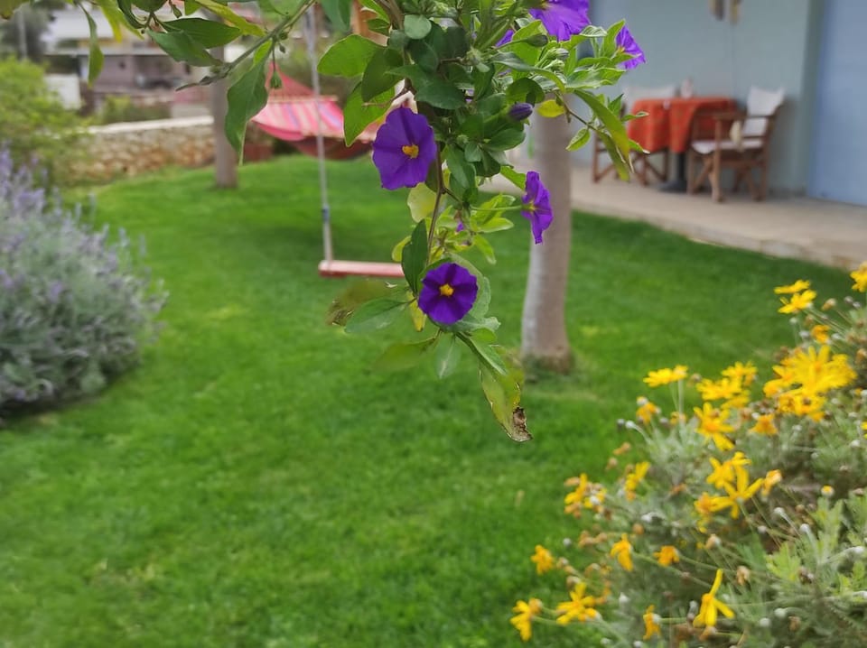 Garden, Garden view