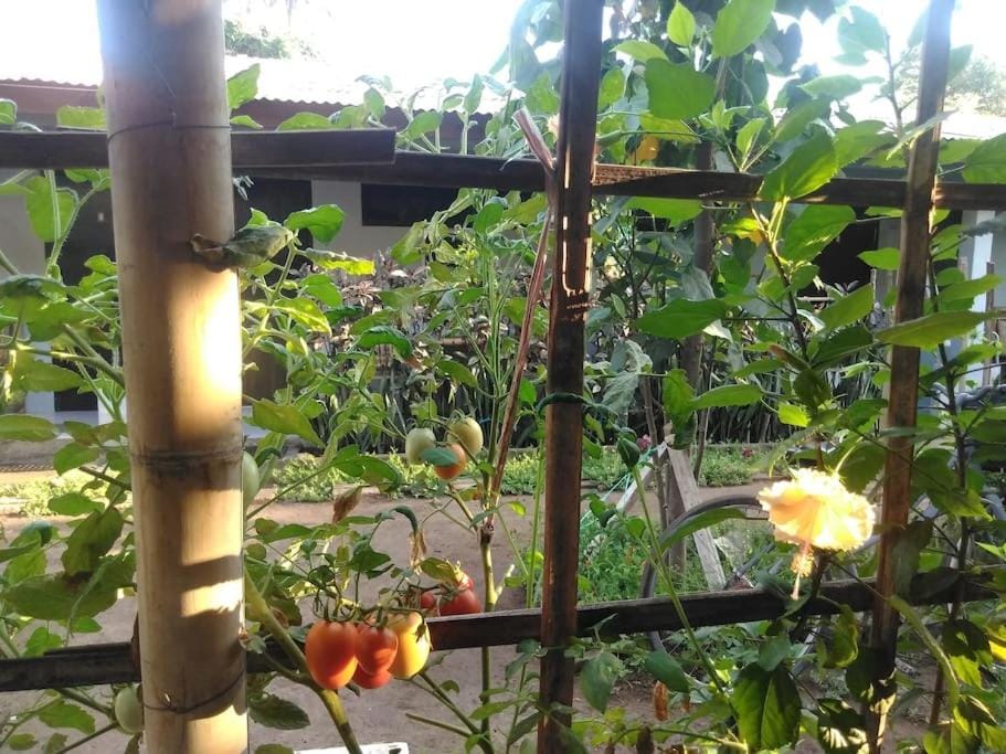 Mbah Mek Trawangan Homestay Vacation rental in Pemenang