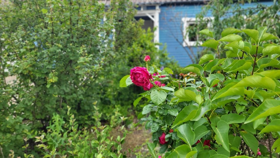 Day, Garden, Garden, Garden view