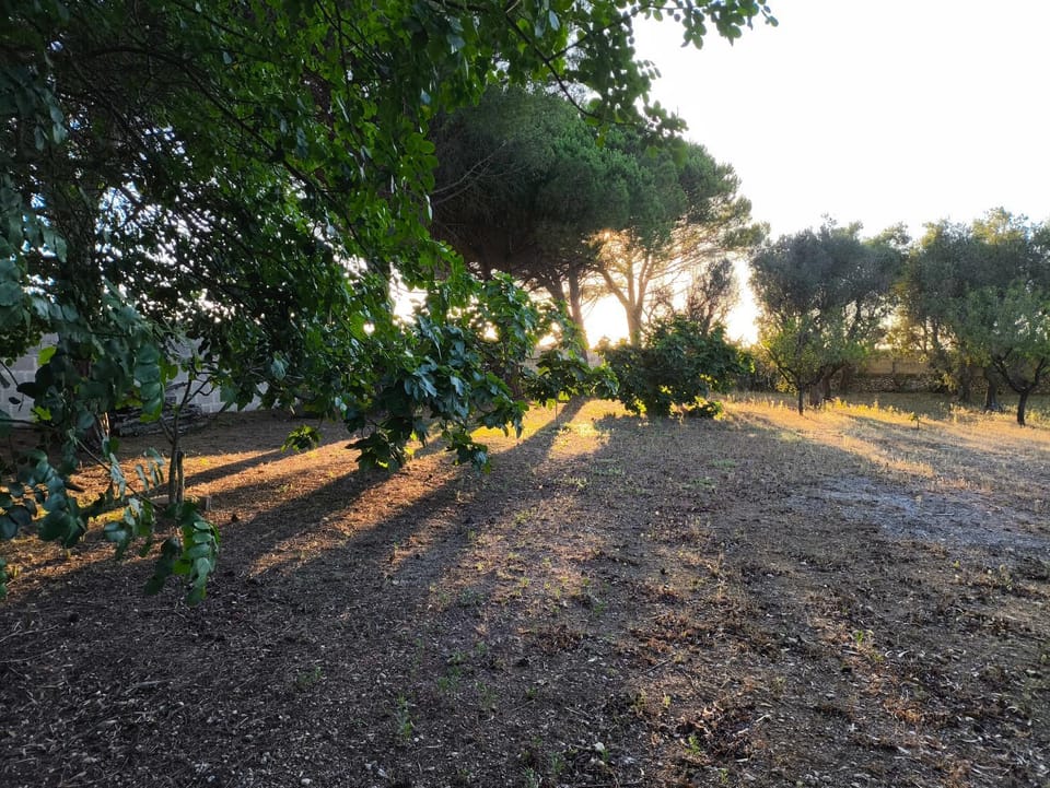 Day, Garden, Garden view, Sunset