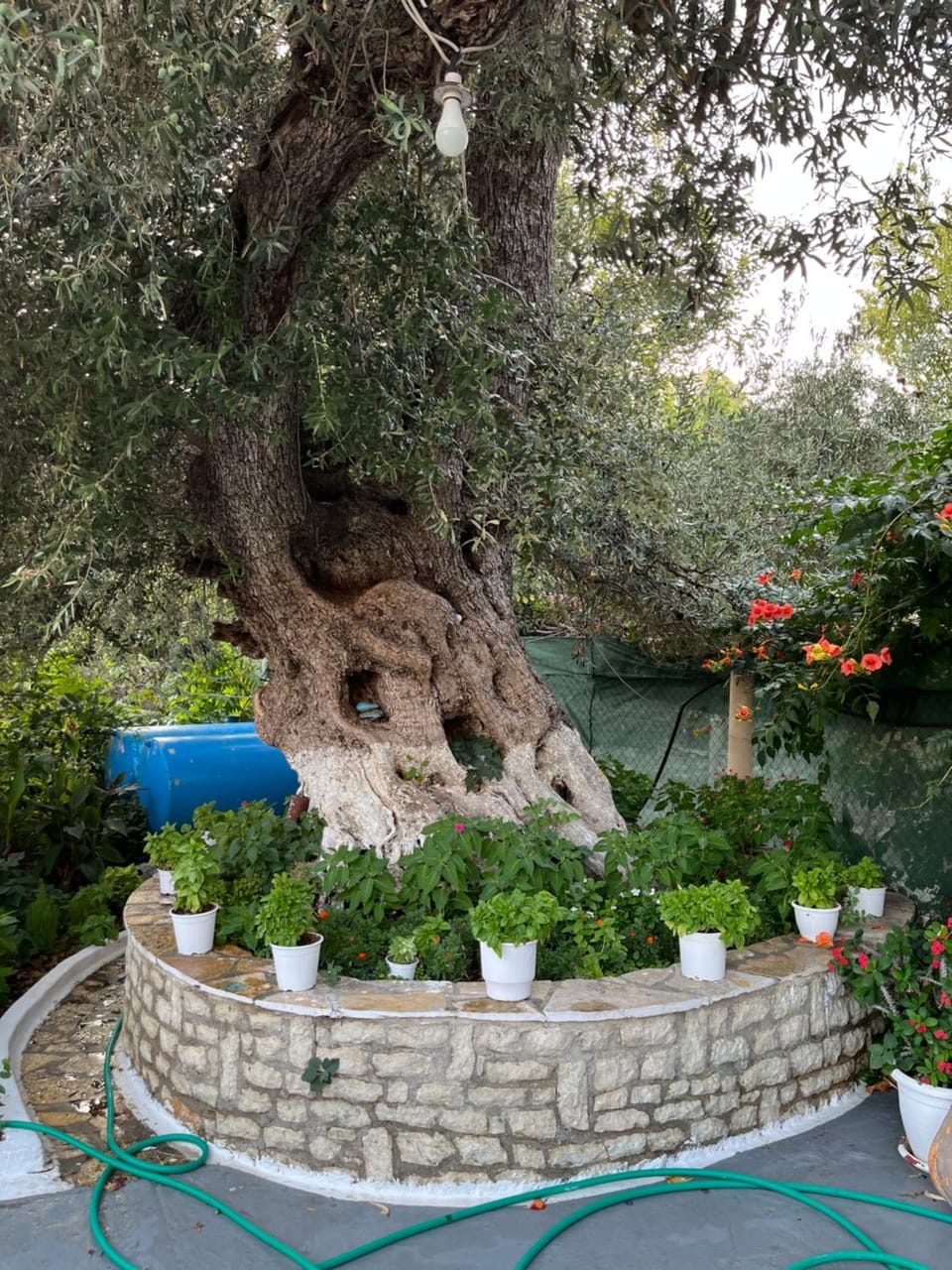Vasil Rooms Lukove Country House in Vlorë County, Albania