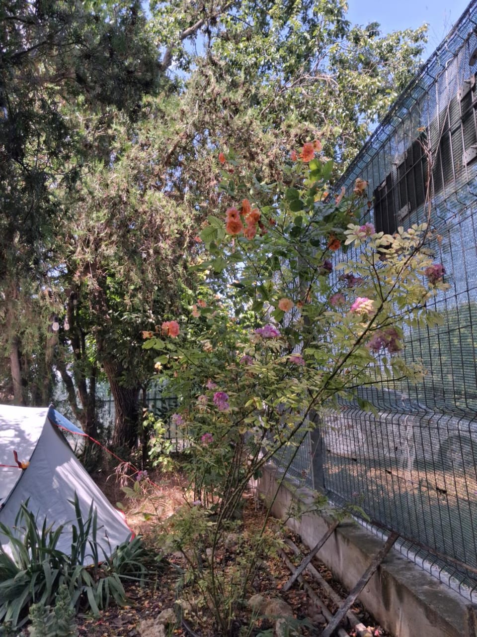 Day, Garden