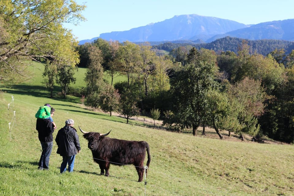 Animals, Landmark view, Mountain view