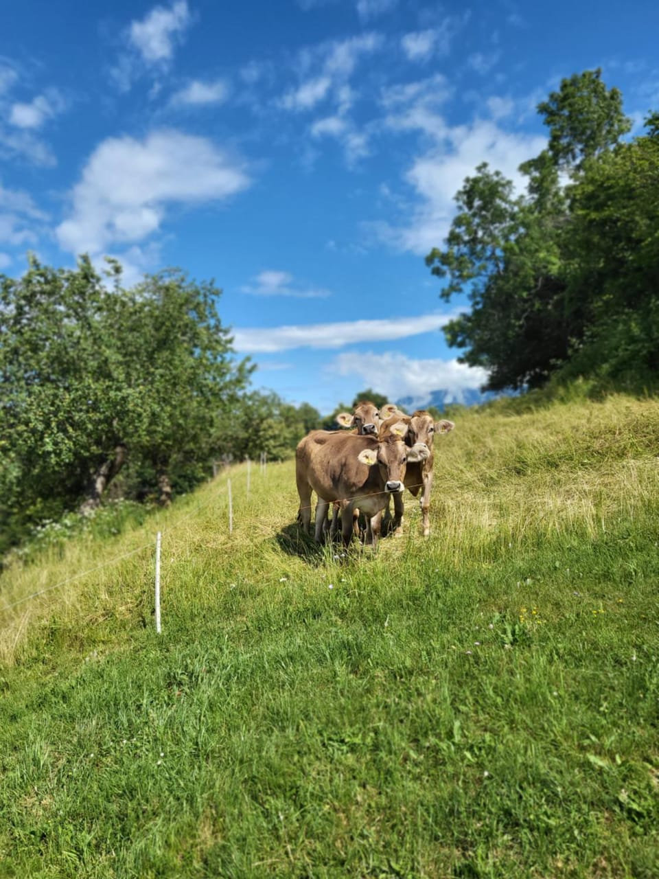 oddih pr Toniqu Luxury tent in Friuli-Venezia Giulia