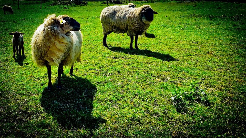 Spring, Off site, Day, Animals