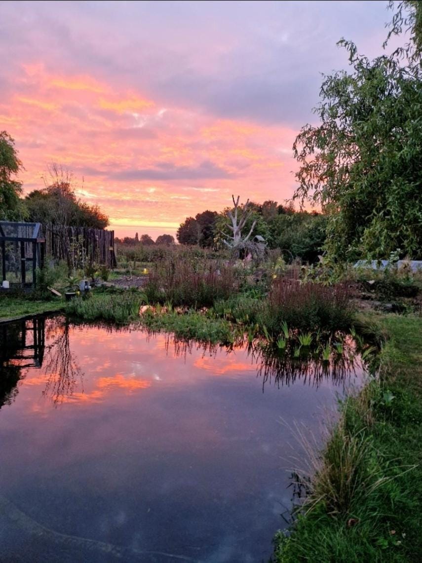 Natural landscape, Garden, Sunset