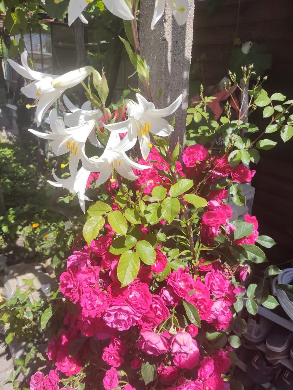 Spring