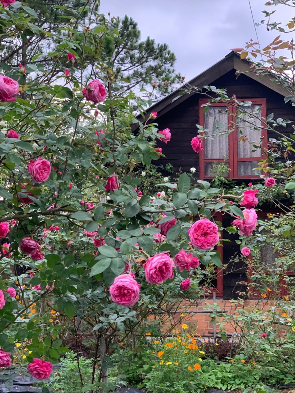 Romantic house 2 on a pine hill Dalat Chalet in Dalat