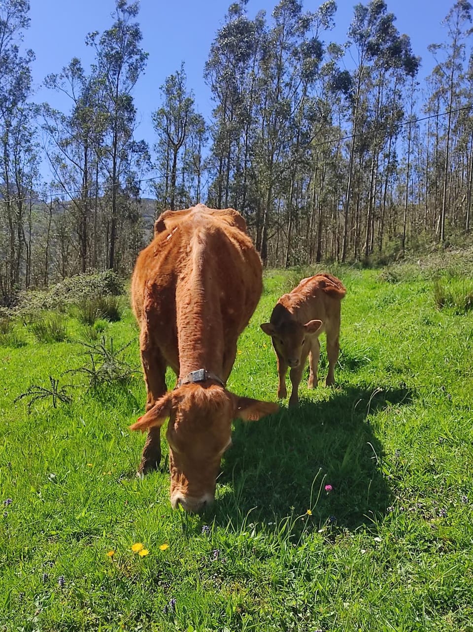 Day, Animals