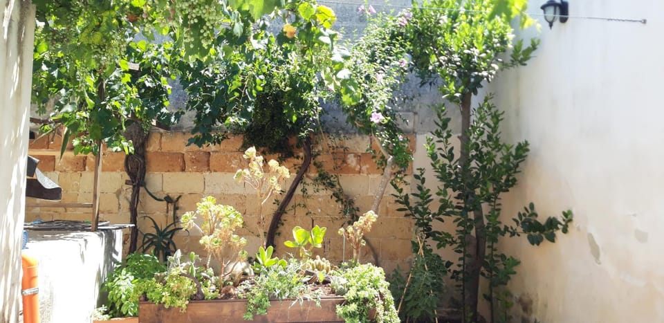 Day, Garden, Garden view