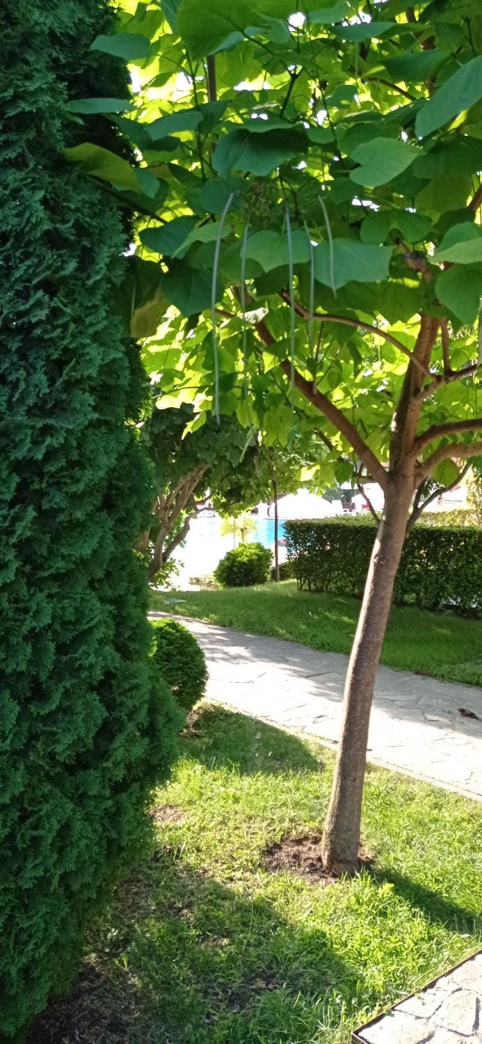 Natural landscape, Garden, Garden view