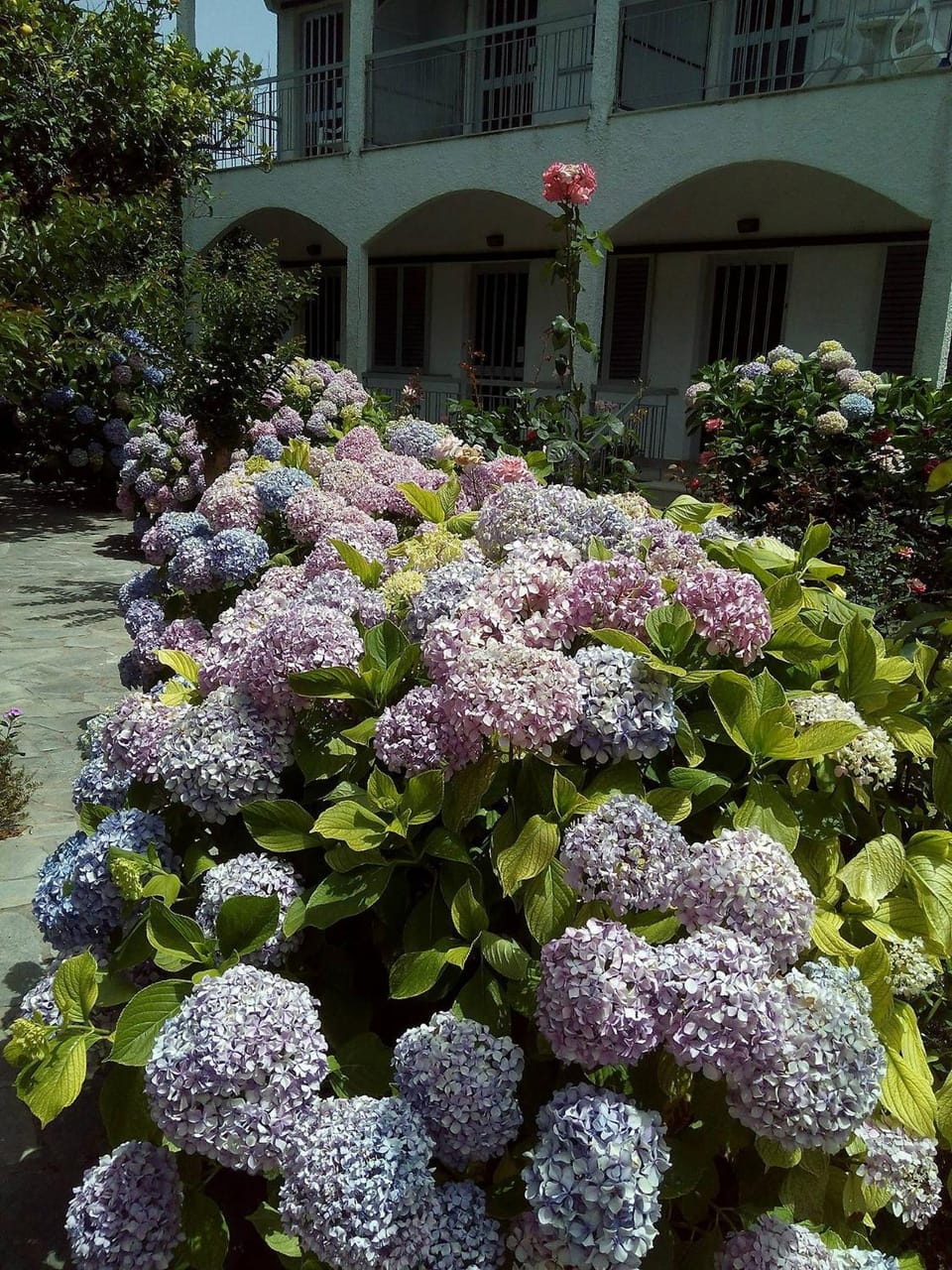 Margarita Apartments Apartment hotel in Peloponnese, Western Greece and the Ionian