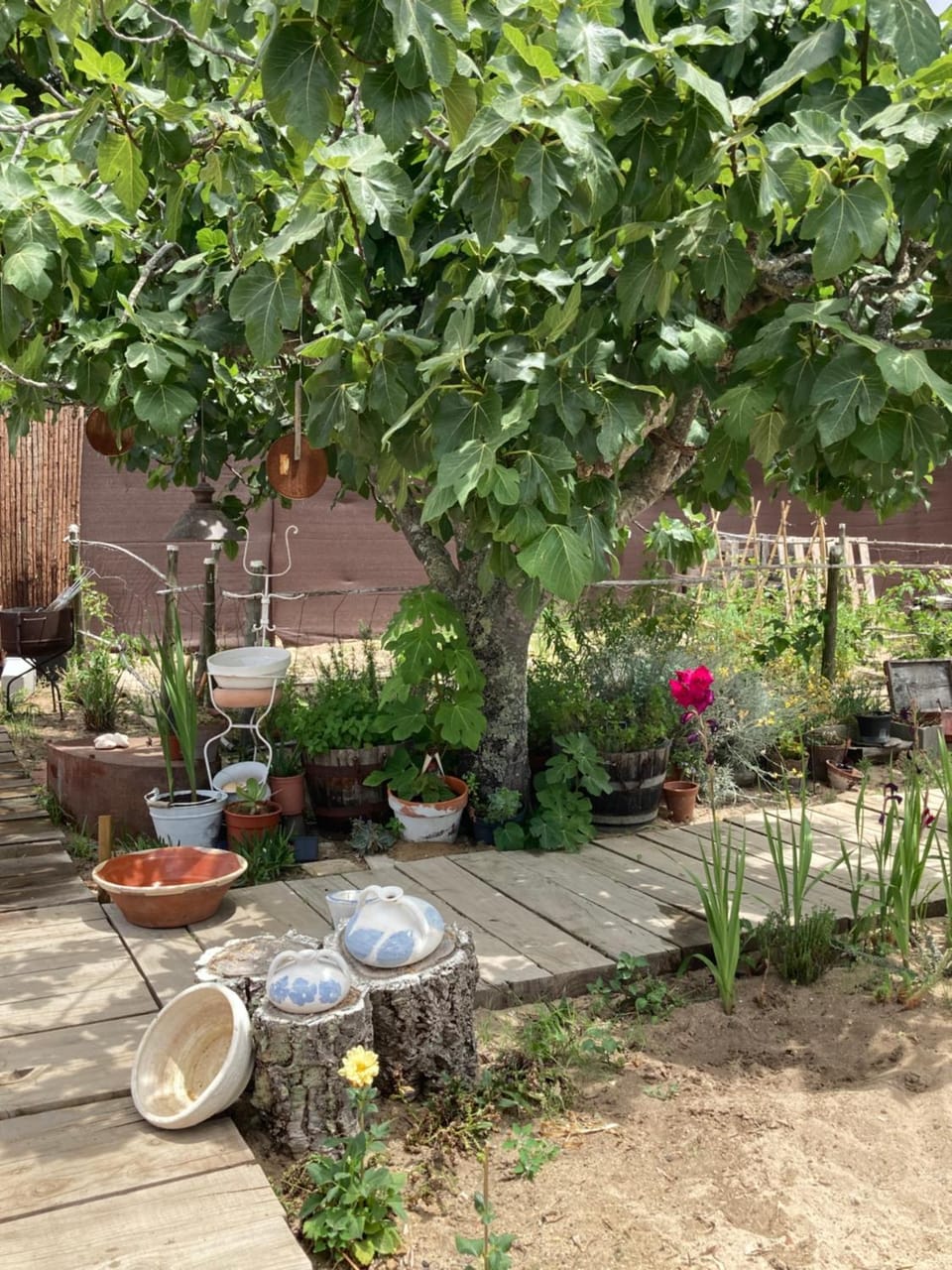 Garden