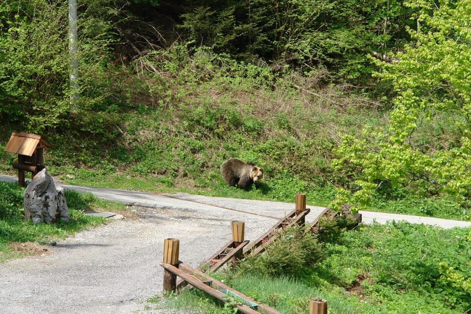 Neighbourhood, Natural landscape, Animals