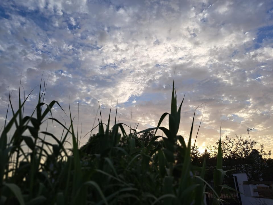 Day, Garden, Sunrise, Sunset