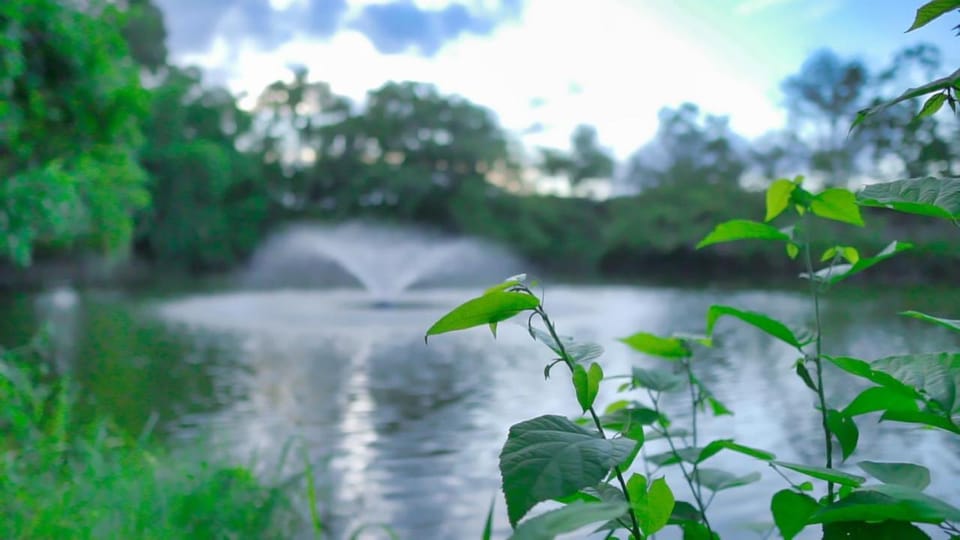 Lake view