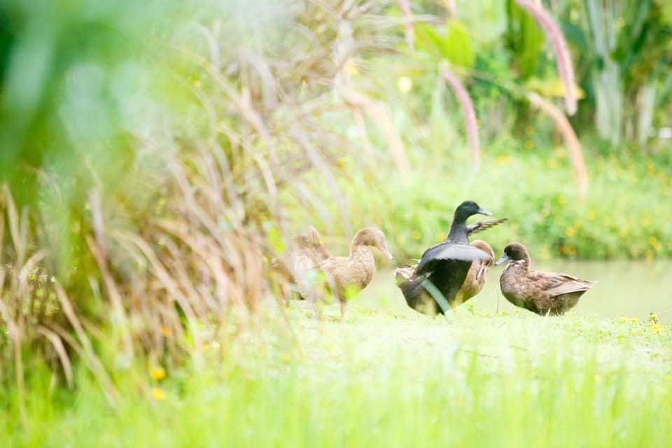 Spring, Natural landscape, Animals, Pets