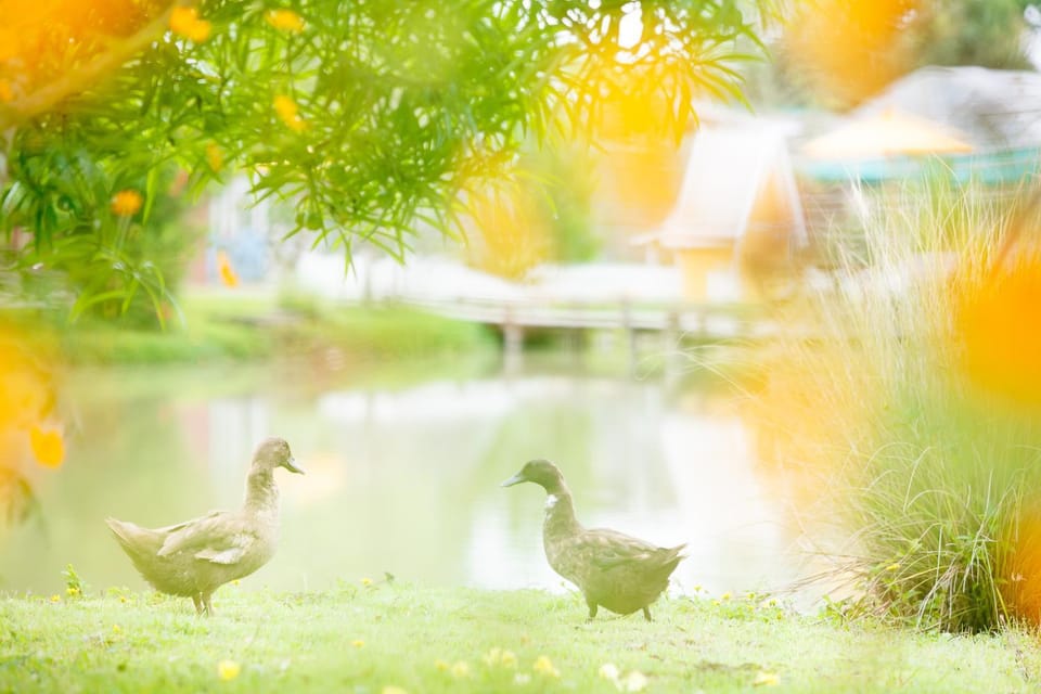 Spring, Animals